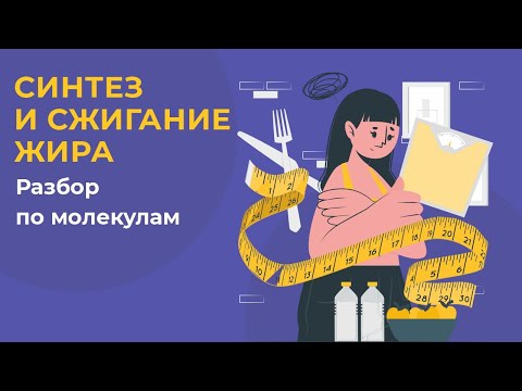 Видео: Синтез и сжигание жира. Разбор по молекулам