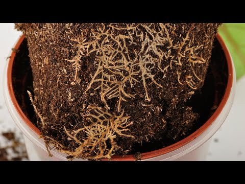 Видео: Скорость наращивания корневой системы после пересадки