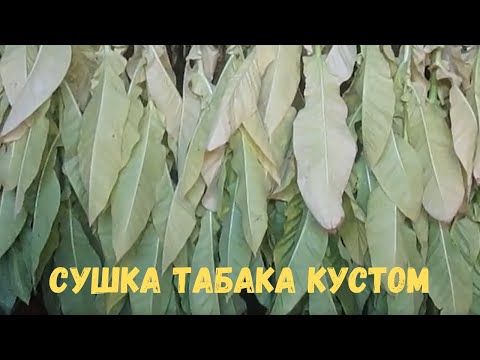 Видео: Сушка табака кустом (сорт Bolivian criollo black / Черный Боливийский)