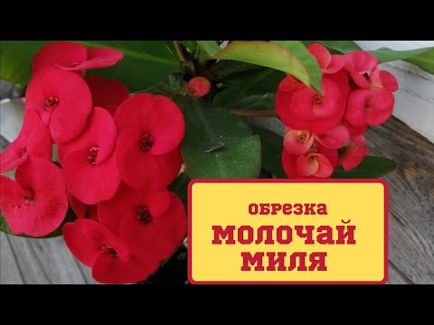 Видео: Молочай Миля. Обрезка. Как я обрезаю молочай Миля.