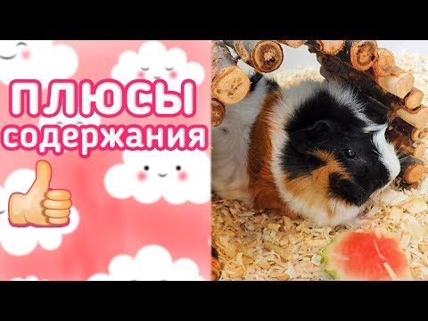 Видео: КАКИЕ ЕСТЬ ПЛЮСЫ В СОДЕРЖАНИИ МОРСКИХ СВИНОК???