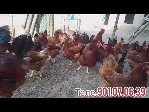 Видео: Мархамат тамошо кунед чучахои зоти тухми ламан бравн бо нархи дасрас.теле901.07.06.39