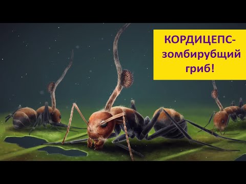 Видео: ГРИБ КОРДИЦЕПС! Паразит-манипулятор. Наталья Носова