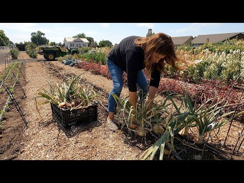 Видео: ОГРОМНЫЙ урожай лука и картофеля! 🧅🙌🥔 // Garden Answer