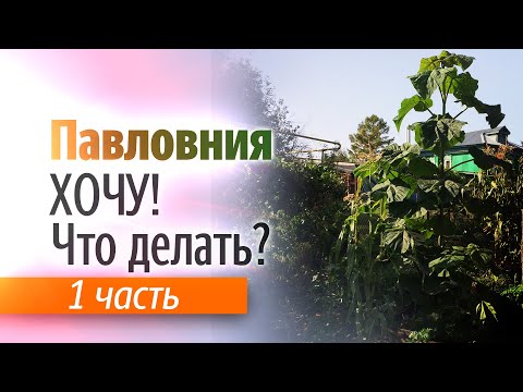 Видео: Хочу посадить Павловнию! Что делать? Часть 1.
