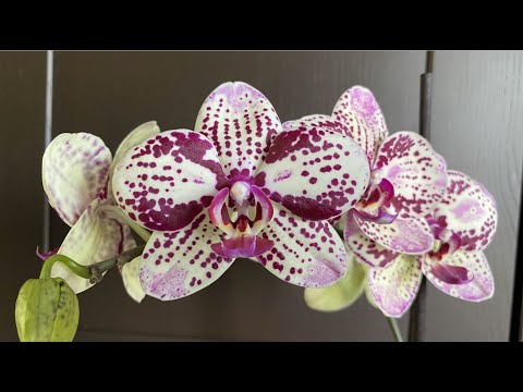 Видео: ОРХИДЕЯ фаленопсис Фронтера Phalaenopsis Frоntera