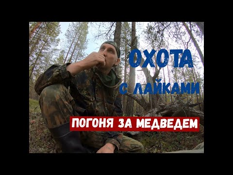 Видео: Медведь скинул Алтая в воду! ОХОТА НА МЕДВЕДЯ С ЛАЙКАМИ 2020