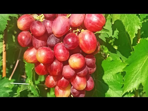 Видео: Огляд ранніх сортів винограду на Житомирщині 2025 рік