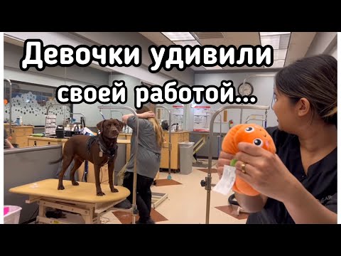 Видео: ЛиРой снова на педикюре..Цены на птиц и корм.. 