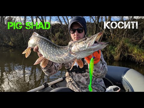 Видео: PIG SHAD!!! ЛОВЛЯ НА СВИНЬЮ!