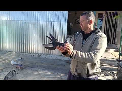 Видео: Николаевские голуби, в гостях у Драганова Виталия