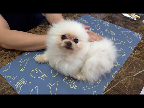 Видео: Мои любимые щенки! Отныне все будет только лучше