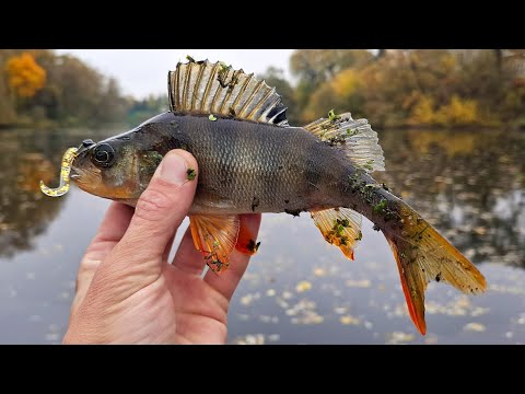 Видео: Активная щука не даёт спокойно половить окуня! Рыбалка на мормышку.