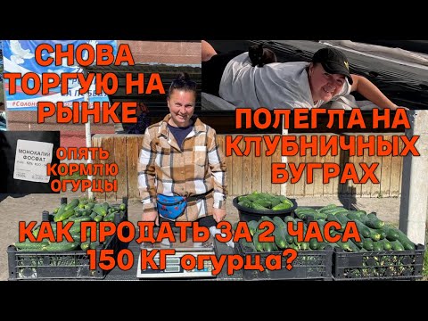 Видео: Всё про выращивание клубники на буграх в Сибири. Отвечаю на вопросы вновь прибывших на канал.