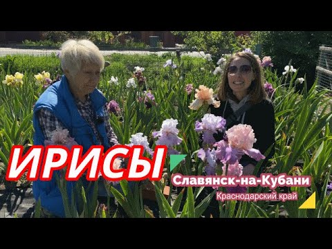 Видео: Ирисы бородатые - сеянцы Ворошиловой А.Б. Часть 5 / Сад Ворошиловой