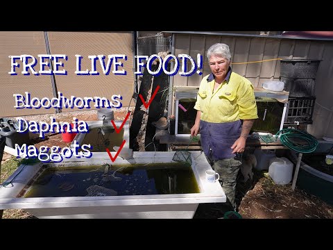 Видео: Секреты выращивания бесплатного живого корма для рыб дома!