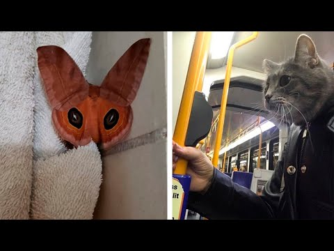 Видео: Фактория, тебе показалось! (2 серия)