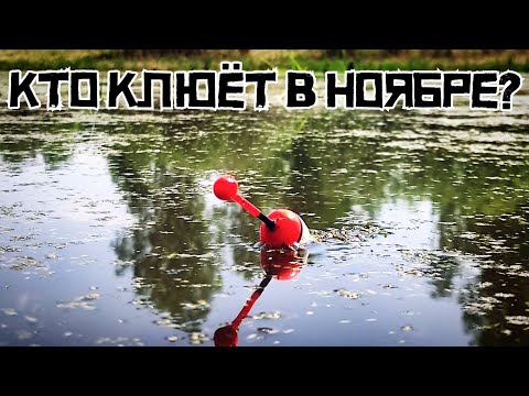 Видео: НЕ ДУМАЛ ТАК НАРВАТЬСЯ! ОНИ одурели в конце ОСЕНИ! Жирный карась на поплавок!