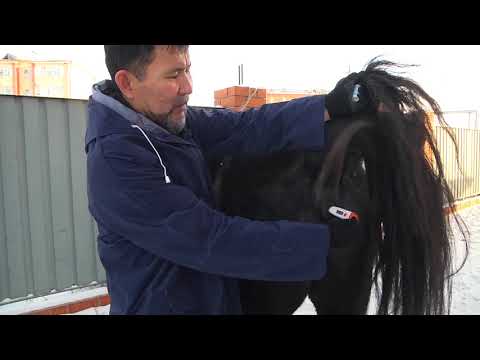 Видео: Жылқы тұмауы және оның емі