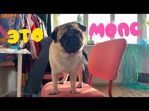 Видео: ОБЗОР НА МОПСА
