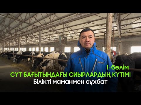 Видео: Сүтті сиырлардың күтімі жайлы білікті маманмен сұқбат. #сиыр #сүт #корова #қазақша #пайдалы #маман