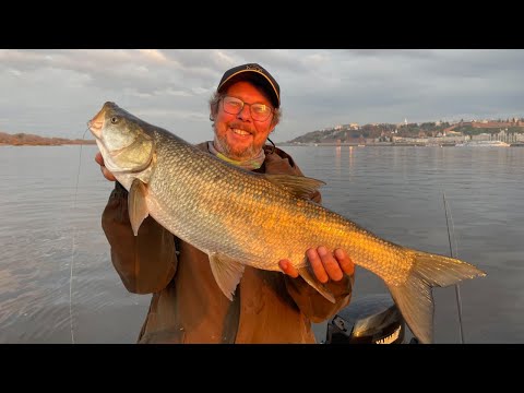 Видео: Судак, берш, щука и толстые жерехи. Отличная рыбалка рядом с домом.