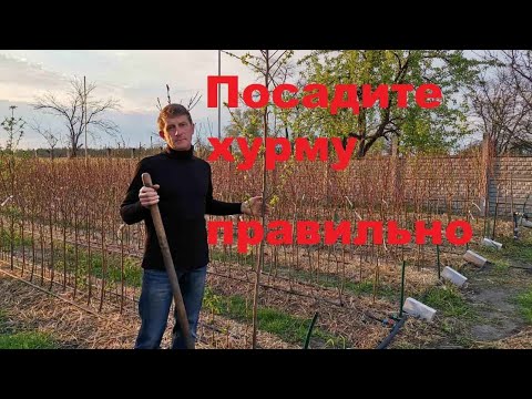 Видео: Три главных правила посадки хурмы.