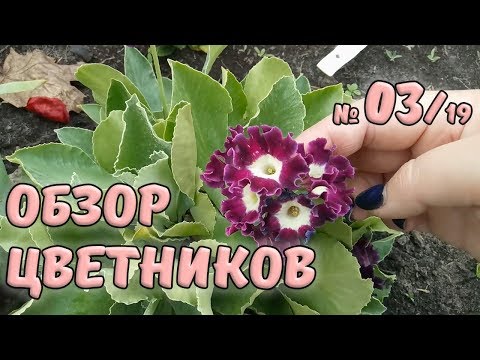 Видео: Обзор цветников №3/19. Примулы. Уход за примулой