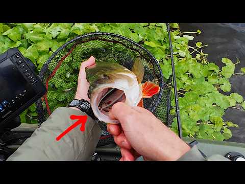 Видео: Голодный речной хищник съел мою приманку. Проверено Purelure Realm.