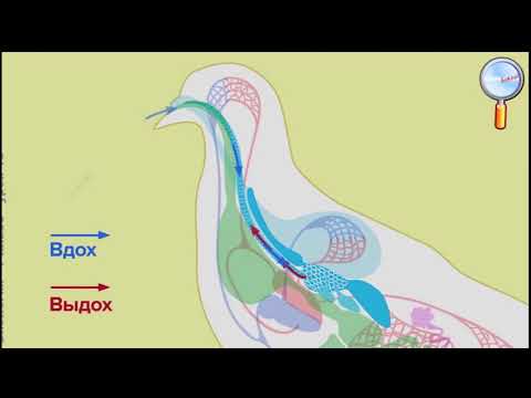 Видео: Канаттуулардын сырткы жана ички тузулушу