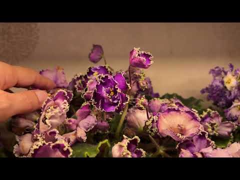 Видео: Обзор цветущих фиалок стандартов. Что новенького?