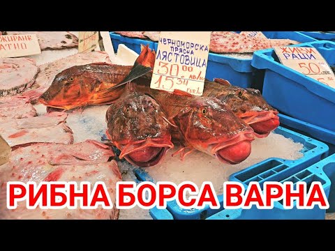 Видео: Рибна борса Варна! Пресен калкан, морска лястовица, жив шаран, раци и още много и специални риби!