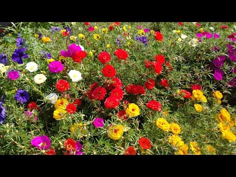 Видео: Портулак махровый ЧУДО ЧУДНОЕ!