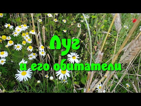 Видео: Луг и его обитатели