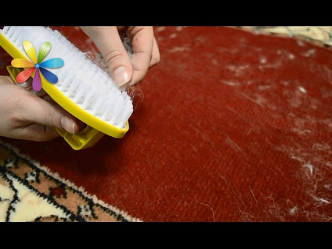 Видео: Как бороться с шерстью животных на мебели и одежде – Все буде добре. Выпуск 967 от 15.02.17