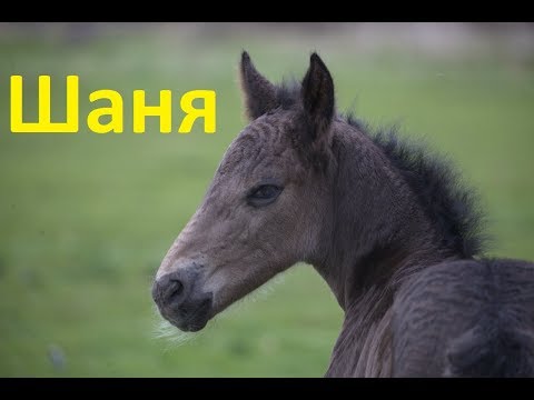 Видео: Шаня. Новая лошадь.