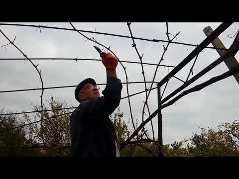 Видео: Обрезка старого куста винограда для выращивания на беседке с  возможностью укрывания лоз назиму