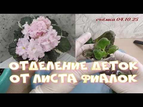 Видео: Проверяйте корни засидевших деток фиалок! Отделяю деток от листа!