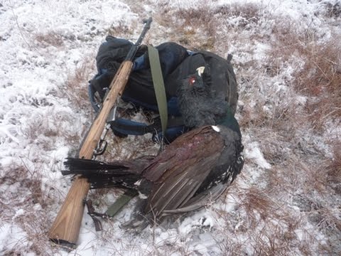 Видео: Охота на глухаря.