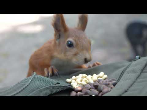 Видео: Дикие молодые белки. Небольшая зарисовка / Wild young squirrels. A small sketch