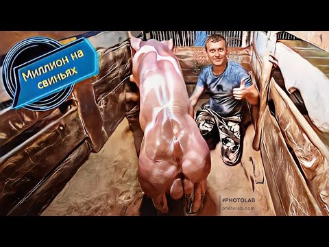 Видео: ‼️Посадил хряка‼️"Принца"‼️на фантом для сбора семени‼️