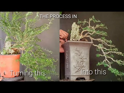Видео: Как сделать полный каскадный бонсай (Дай Кенгай) с колокольчиком | Эпизод №17