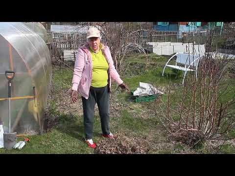 Видео: 129 Древовидный пион