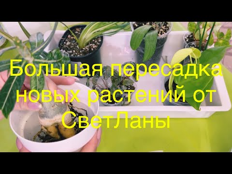 Видео: 24.06.23 Большая пересадка новых растений от СветЛаны