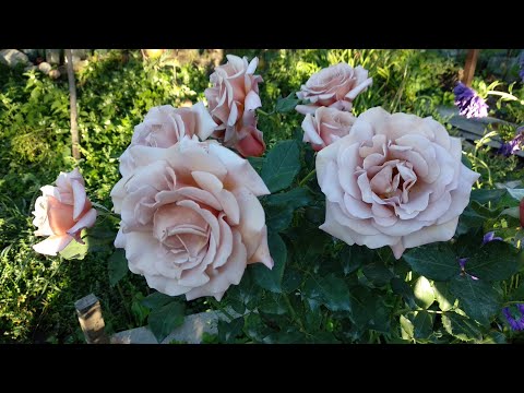 Видео: Розы. Лучшие флорибунды. Сорта роз.