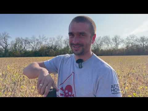 Видео: Сеникация сои. Уборка. КолхозАЧ.