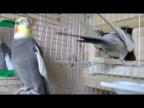 Видео: что умеют кореллы