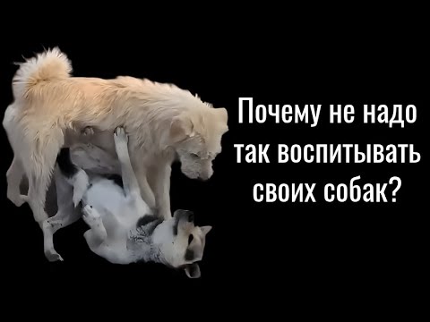 Видео: Какой он, вожак?