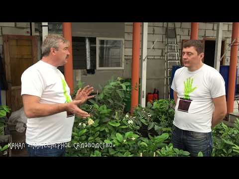 Видео: Как ухаживать за лимоном зимой