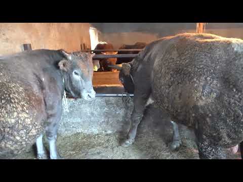 Видео: 5 ай 15 күнде бұқалар сойуға дайын